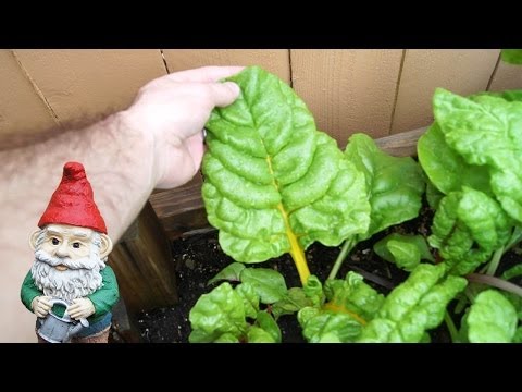 how to harvest rainbow chard