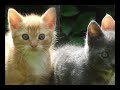 Pasco Libraries & PetSmart Charities Present - Video 6