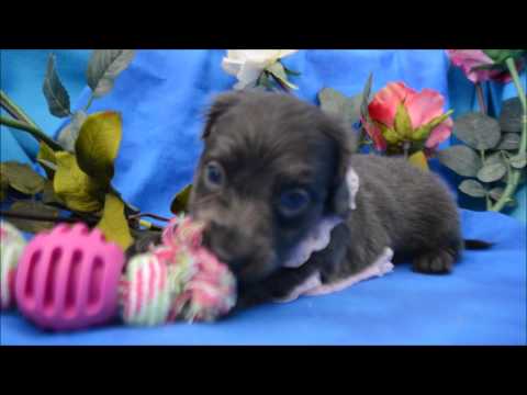 Lexie AKC Blue Eyed Solid Blue Female LH Miniature Dachshund Puppy for fale