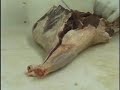 How to bone a leg of lamb