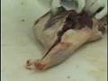 How to bone a leg of lamb
