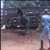 Potros filmados no haras três pontas