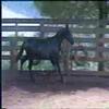 Potros filmados no haras três pontas Potros filmados no haras três pontas