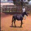 Potros filmados no haras três pontas