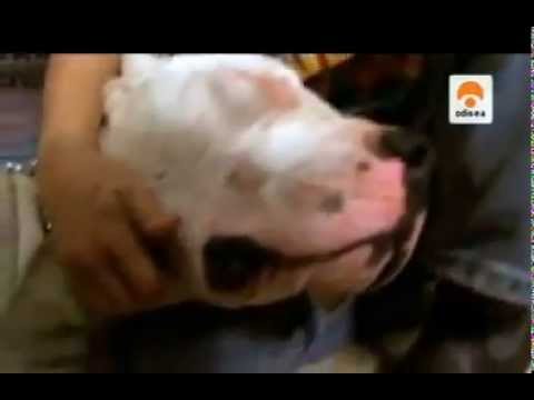 dogo argentino