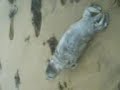 Seal Pup at Roker Seal Pup at Roker