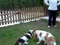 Basset hound de Arimarmes juegos de cachorros