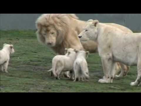 LION LION