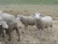 sheep ovelhas ovelha