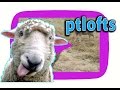 sheep ovelhas ovelha