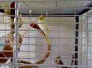 Poldy &amp; Tweety beim Clickern