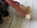 Bichón Habanero video