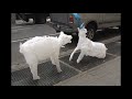 Air Bear (Seen On The Streets Of New York)