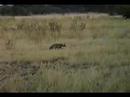 Botswana: Mombo (Aardwolf)