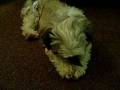 videos de porkie eating talbos ng kamote
