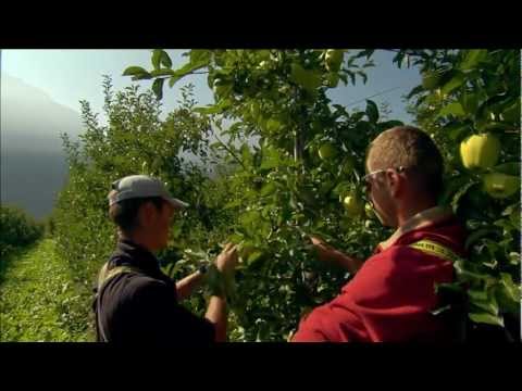 S&uuml;dtiroler Apfel g.g.A.
