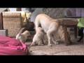 Los tres perritos de casa Borgi