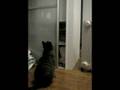 videos de Cat_in_Case