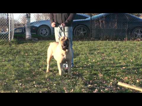 cane corso