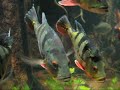 Peacock Cichlid - Jabberwocky Peacock Cichlid - Jabberwocky