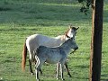 Donkey hitting Bucky with a stick