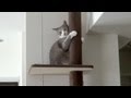 キャットタワーズ - Tower Cats -