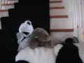 Ninja Panda 2: The Lone Ranger
