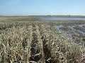 Corn Harvest '09