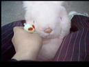 Silent Shorts - \"The Alien and the Bunny\"