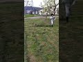 Click here to watch this video ギリースーツ？2