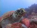 Great Barrier Reef - The best dive cruises