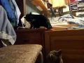3CoolKats Ep. 31, Mine, Not Your\