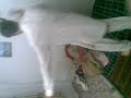 KHOBAN