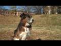 My dog Merle in a field (720p HD)