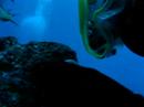 knapp diving at Atlantis 26
