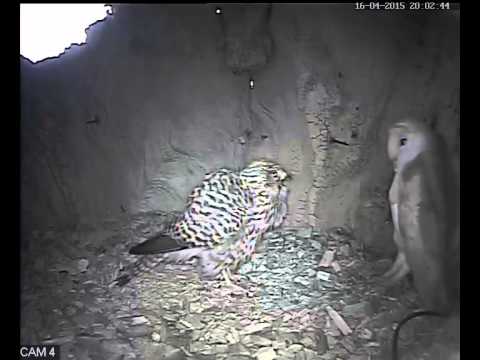 Barn Owl Versus Kestrel Why Evolution Is True
