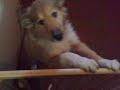 Puppy hates vacuuming Puppy hates vacuuming