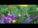 Hummingbird Moth