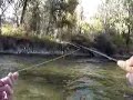 Fly Fishing : Catch & Release! Fly Fishing : Catch & Release!