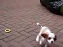 talulah honey, my cavalier king charles spaniel puppy