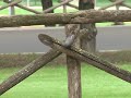Il picchio muratore(Sitta europaea)