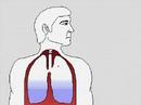 Coughing and Sneezing, Coughing, sneezing and hiccups are all involuntary actions. The cough reflex is stimulated by dust entering the air passages of the lungs. With the glottis fully open, deep inspiration occurs. The glottis then closes. The lungs contract, compressing the air. As the glottis opens, the air is released, producing a cough. Sneezing is triggered by irritation of the nasal lining. The actions of the lungs and glottis are the same, but the tongue blocks off the back of the mouth as air is violently ejected through the nose.