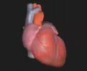 Normal_Heart_56k.wmv