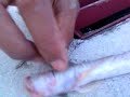 Weird Fish