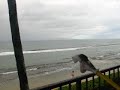 Shark attacks jogger in Maui 2007