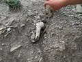 roman legacy in monce el eulma algeria