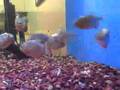 Piranha-Devouring-Mi