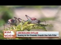 Click here to watch this video ÇEKİRGELERİN İSTİLASI 25.05.2012