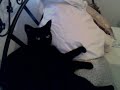 pudgee noir