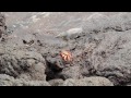 Lava Heron Hunter